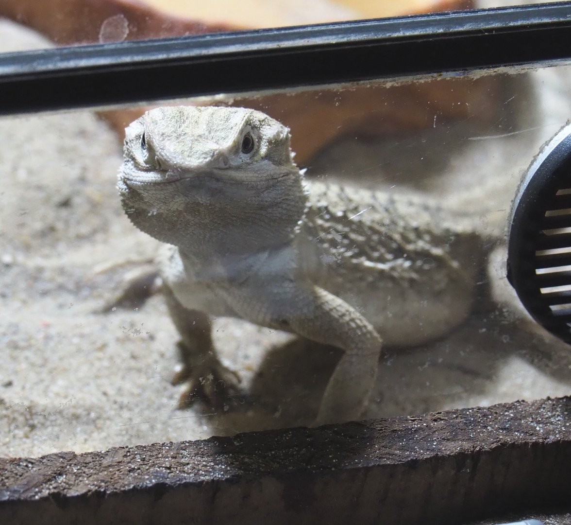 Dwarf bearded dragon or Black soil bearded dragon (Pogona henrylawsoni), 2020-09-12