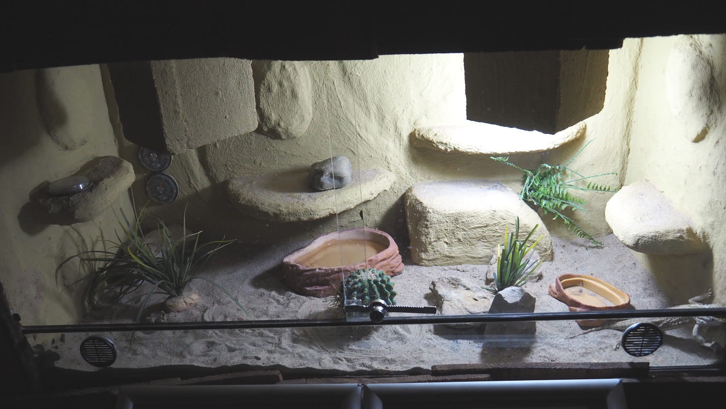 Dwarf bearded dragon or Black soil bearded dragon terrarium, 2020-09-12