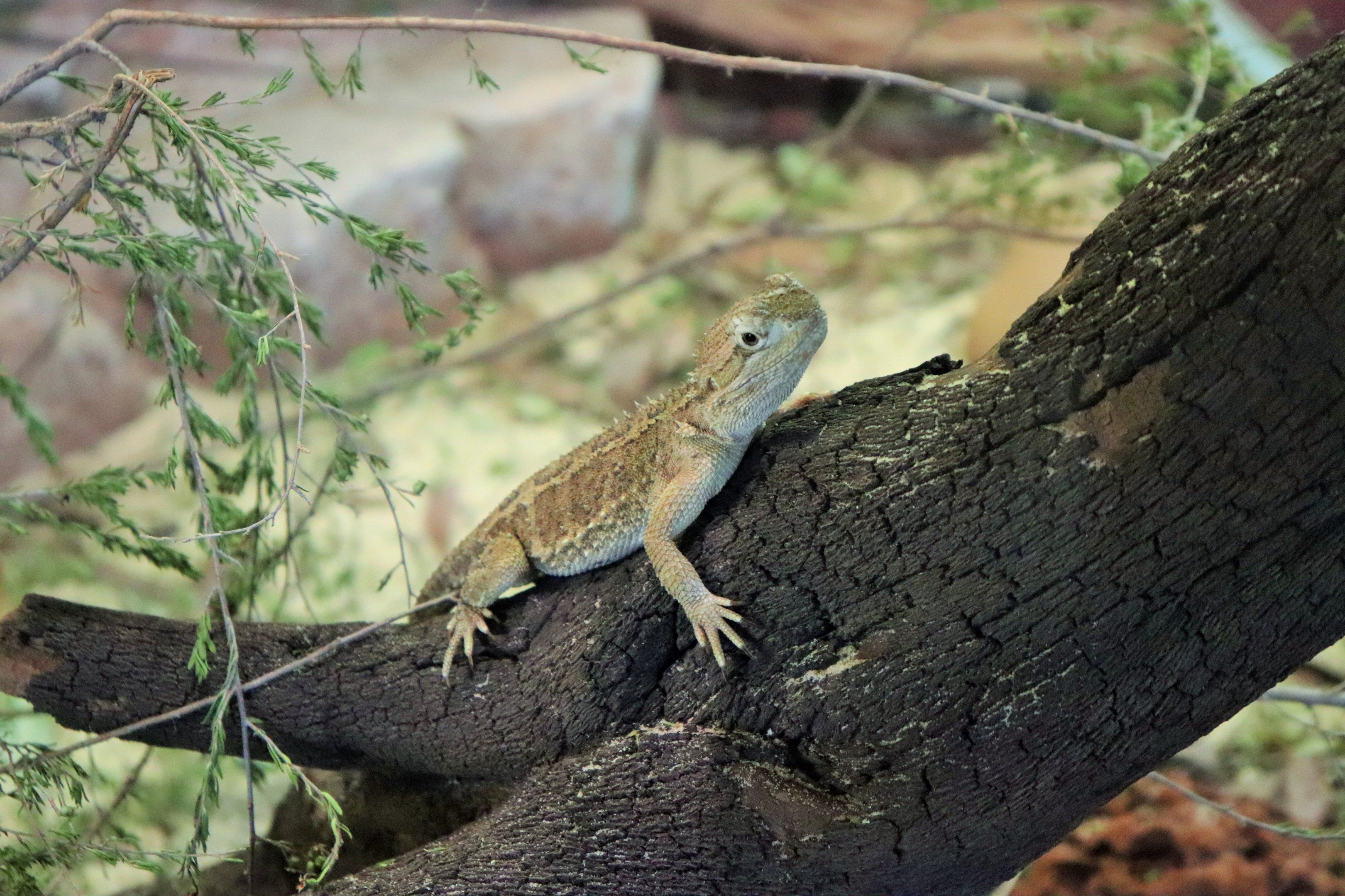 Dwarf Bearded Dragon (Pogona henrylawsoni)