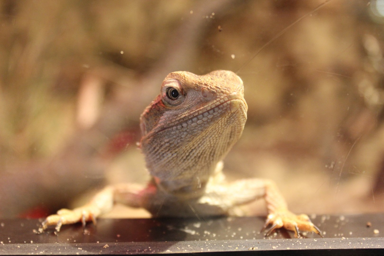 Dwarf Bearded Dragon (Pogona minor)