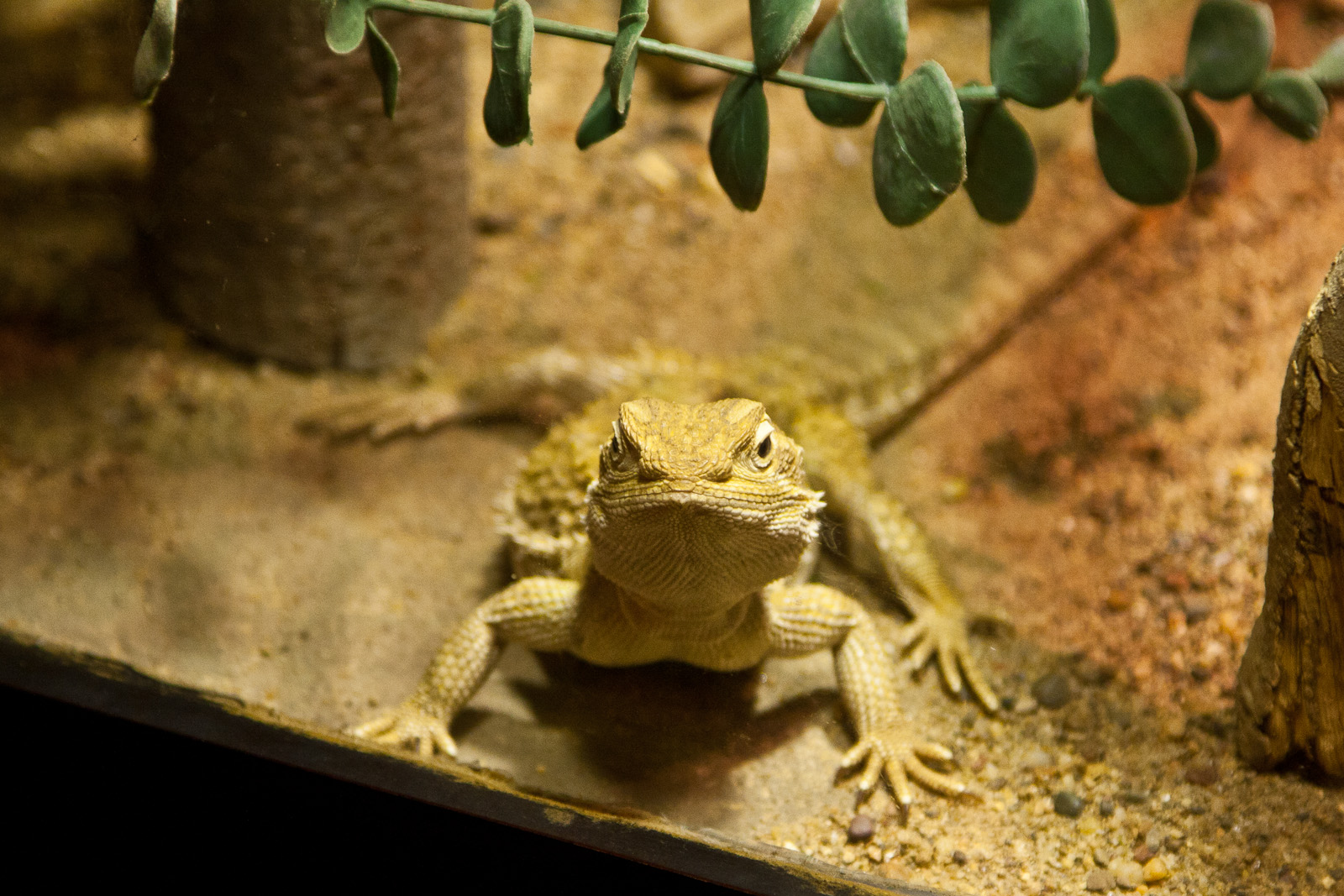 Dwarf Bearded Dragon, September 2011