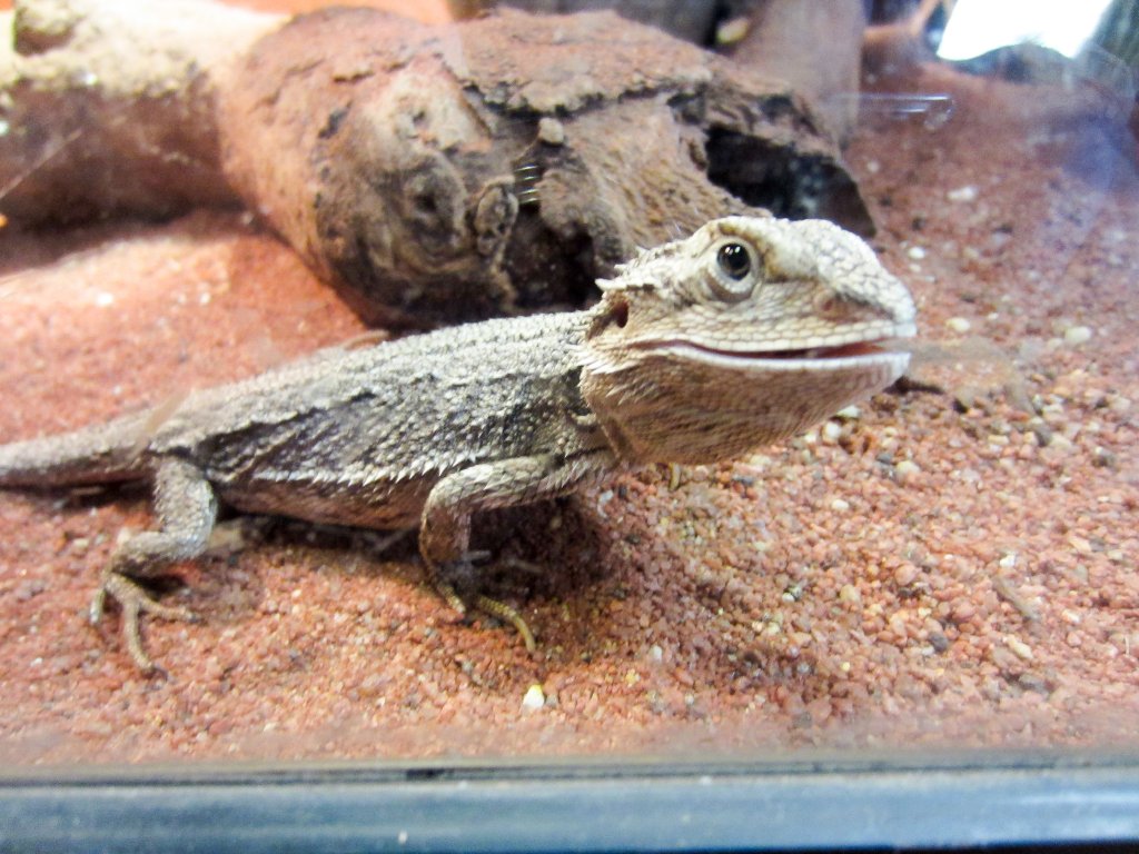 Dwarf Bearded Dragon