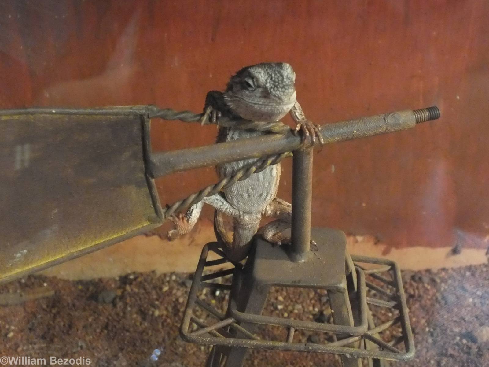 Dwarf Bearded Dragon