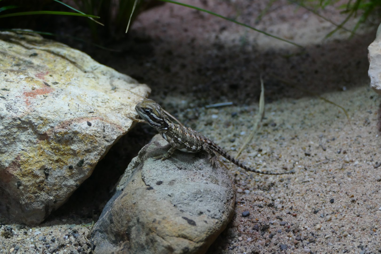 Dwarf bearded dragon