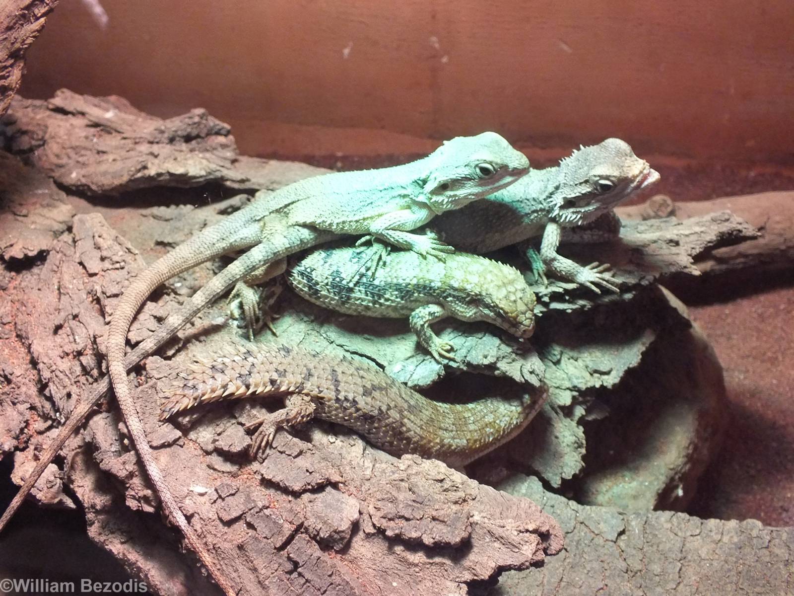 Dwarf Bearded Dragons and Pygmy Spiny-tailed Skink