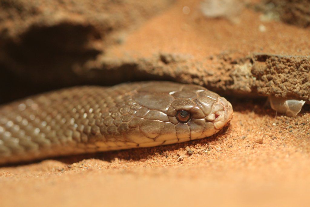 Dwarf Brown Snake