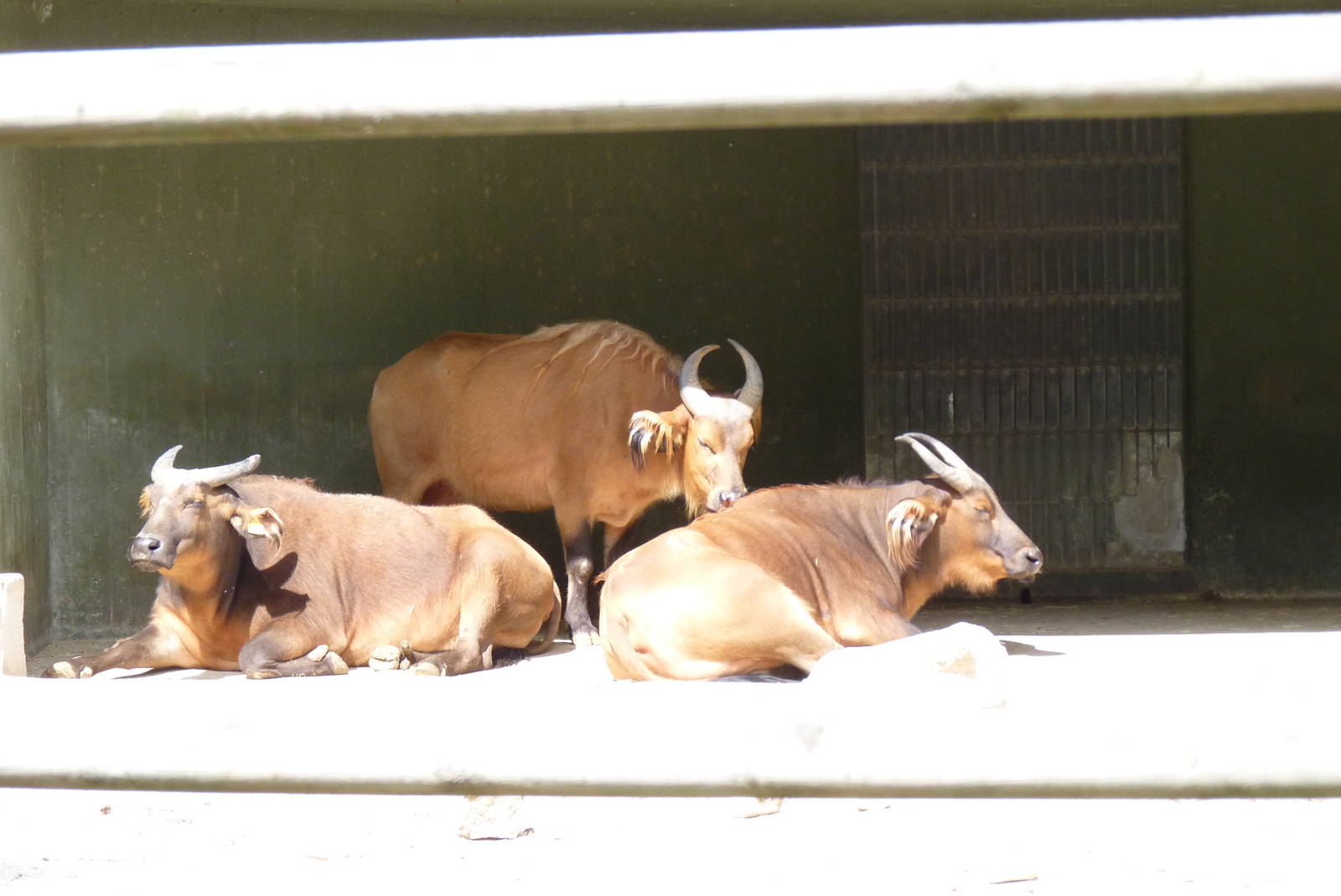 Dwarf Buffalo, June 2013