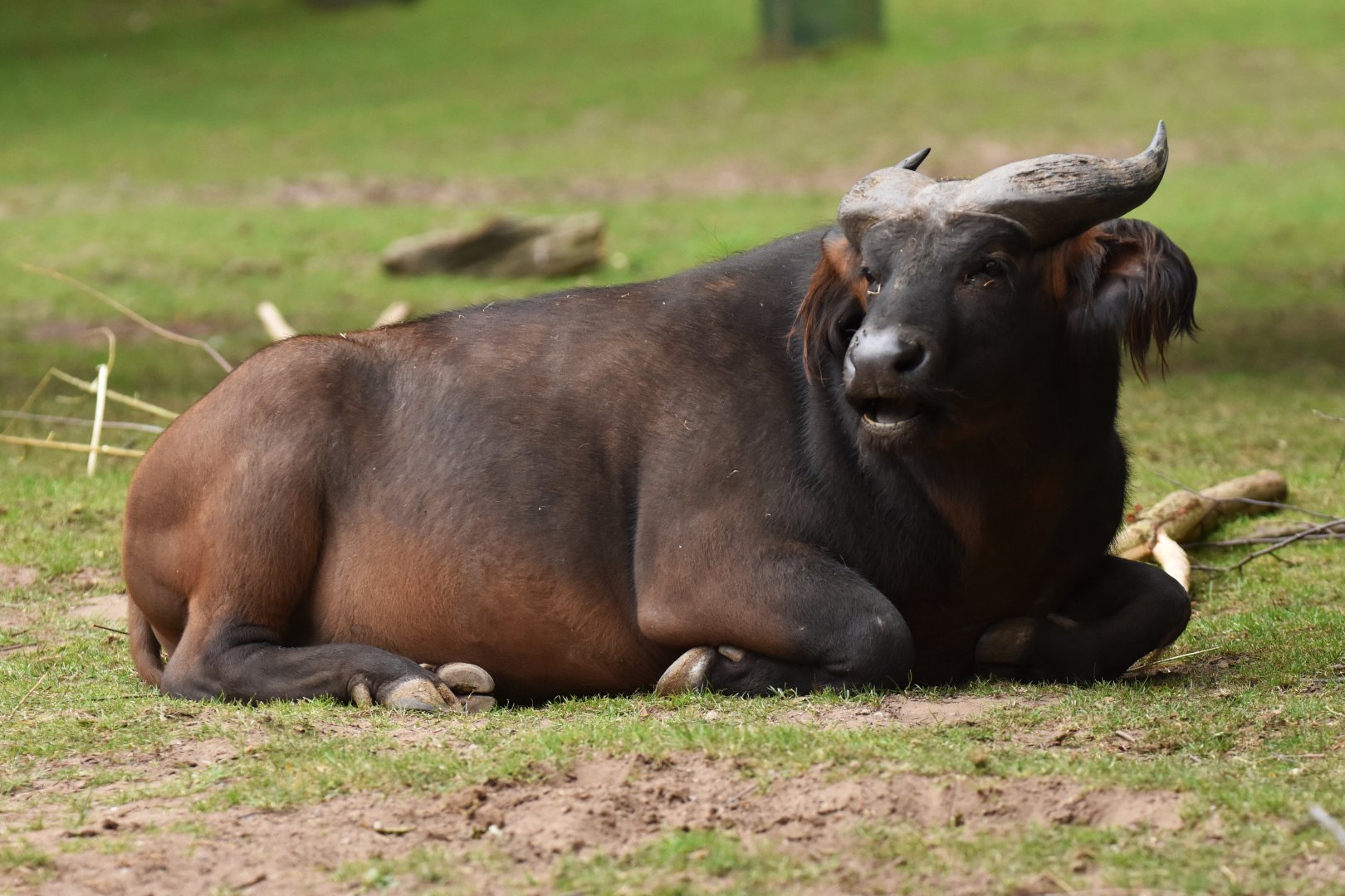 Dwarf buffalo (Syncerus caffer nanus)