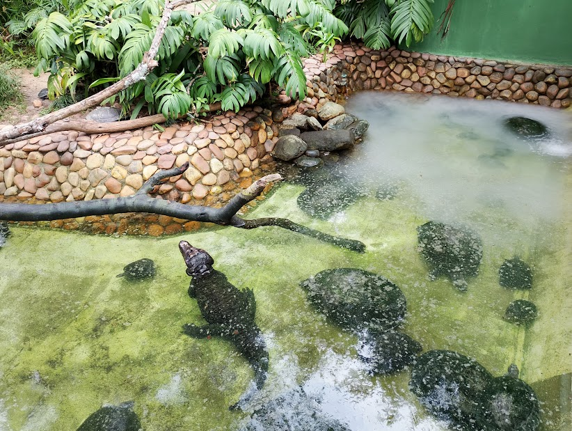 Dwarf caiman and Arrau turtle
