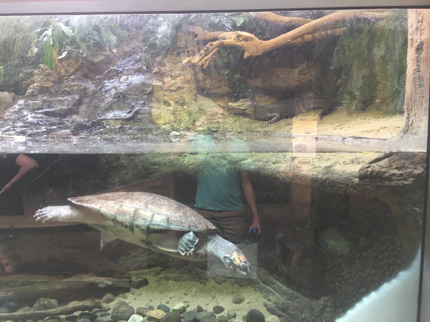 Dwarf Caiman and Giant South American River Turtle