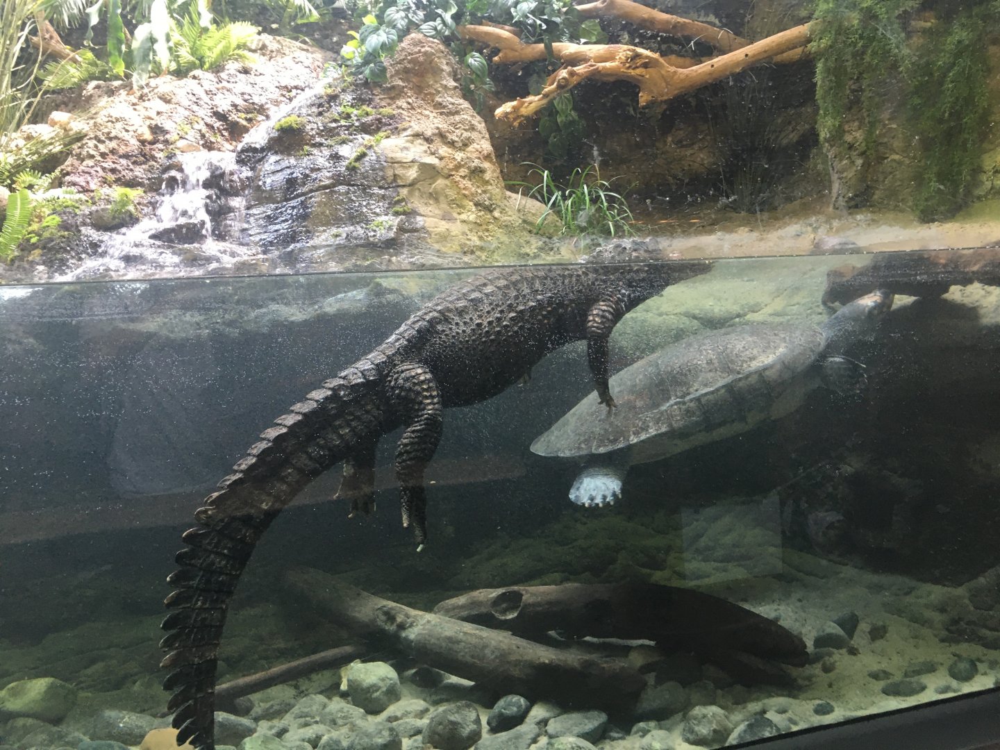 Dwarf Caiman and Giant South American River Turtle