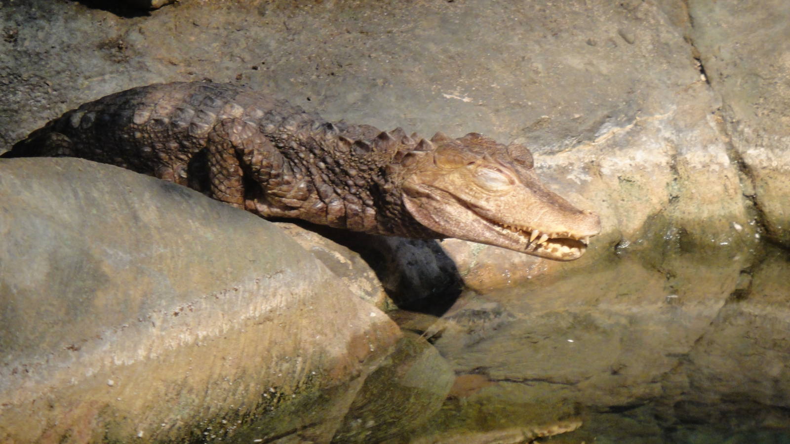 Dwarf caiman at Philadelphia zoo 2015-03-08