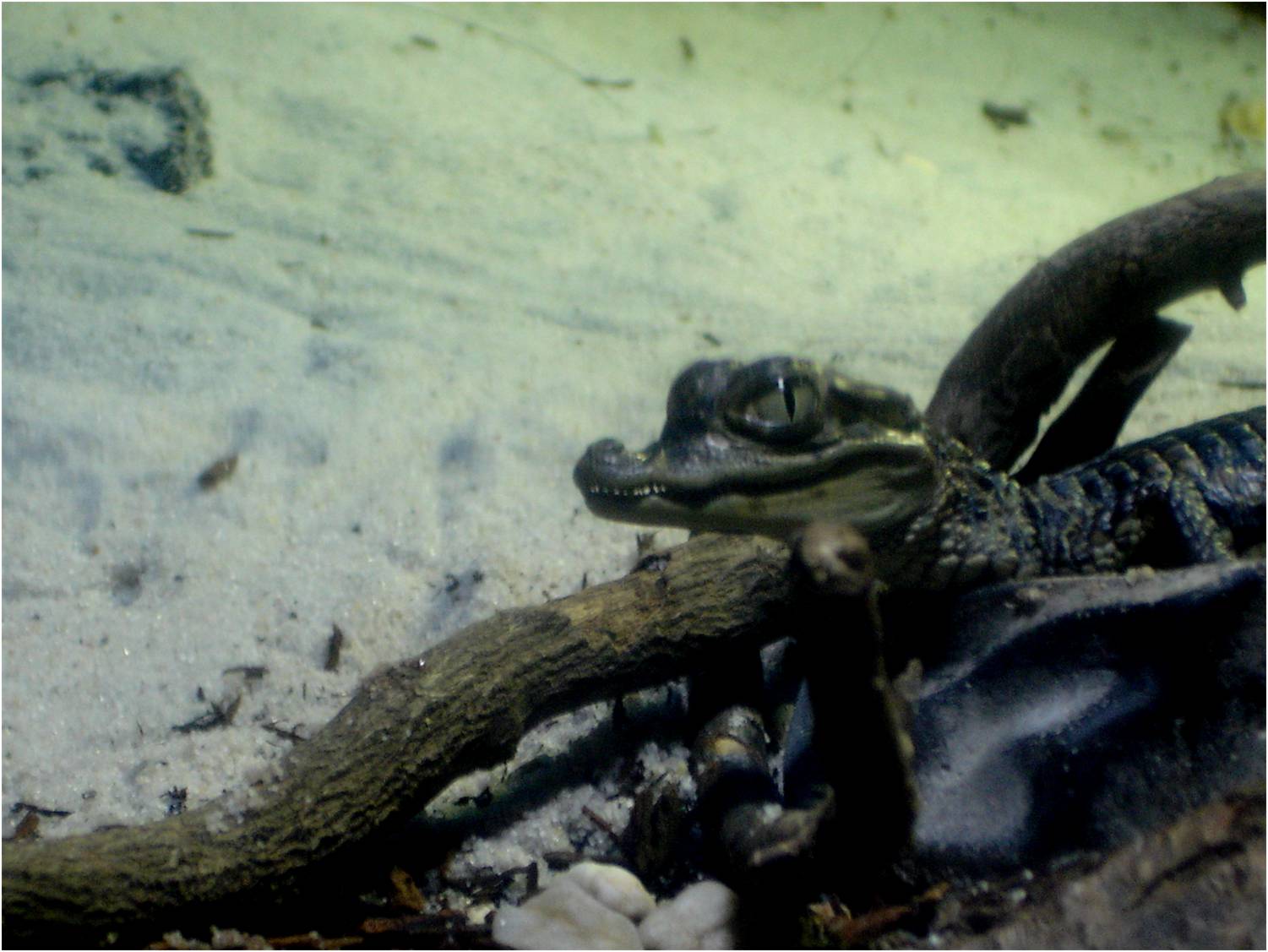 Dwarf Caiman at Sea Life Porto, 21/04/11