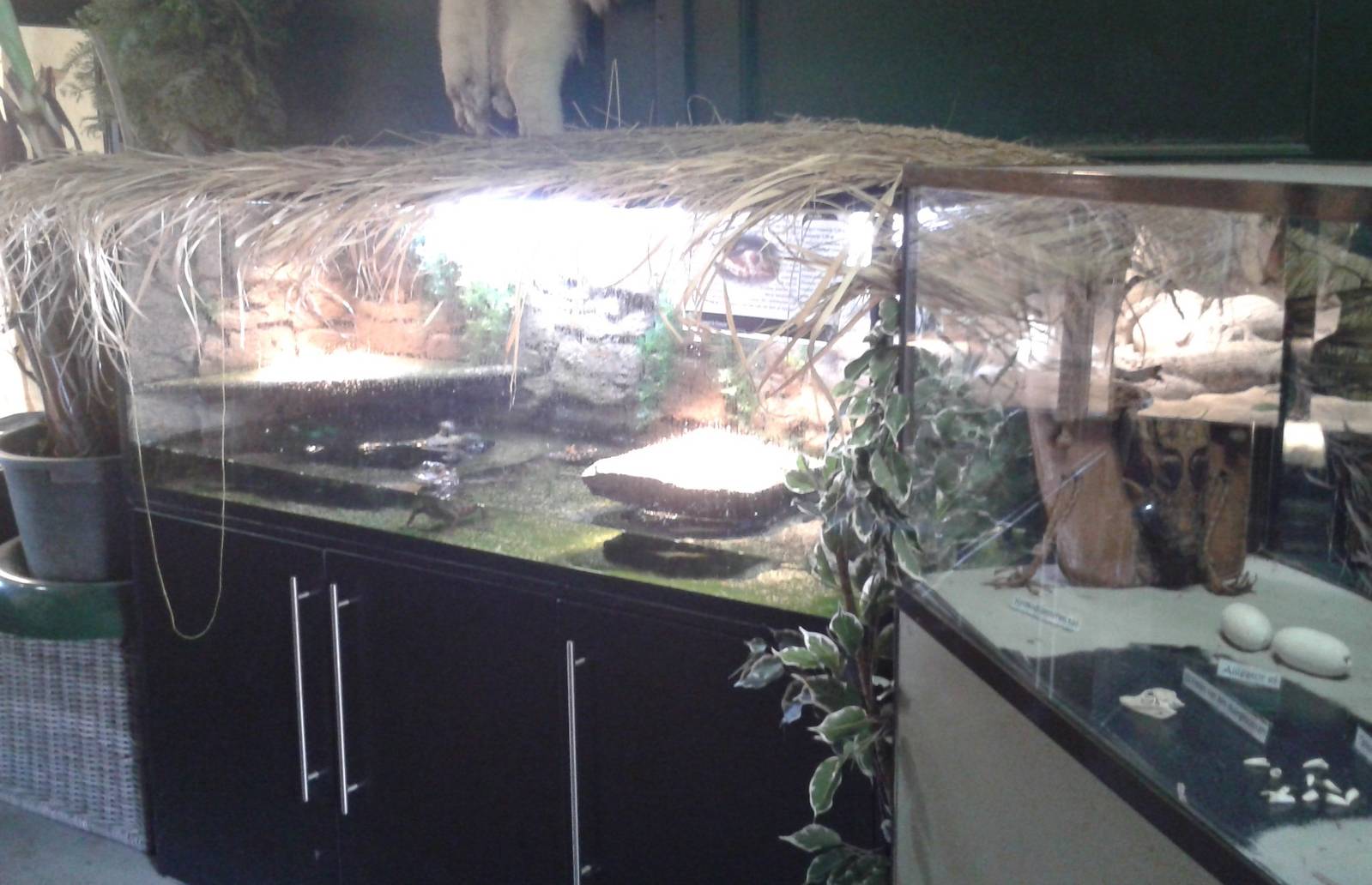 dwarf caiman enclosure en education-box