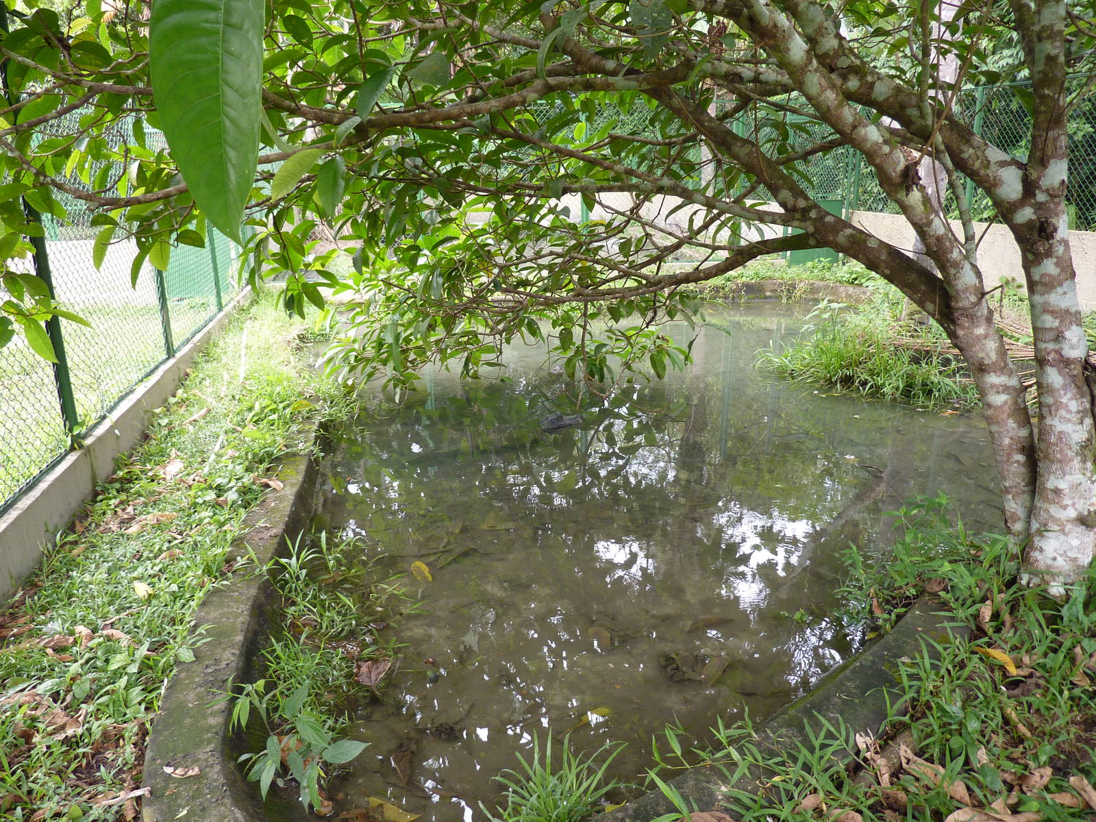 Dwarf caiman enclosure