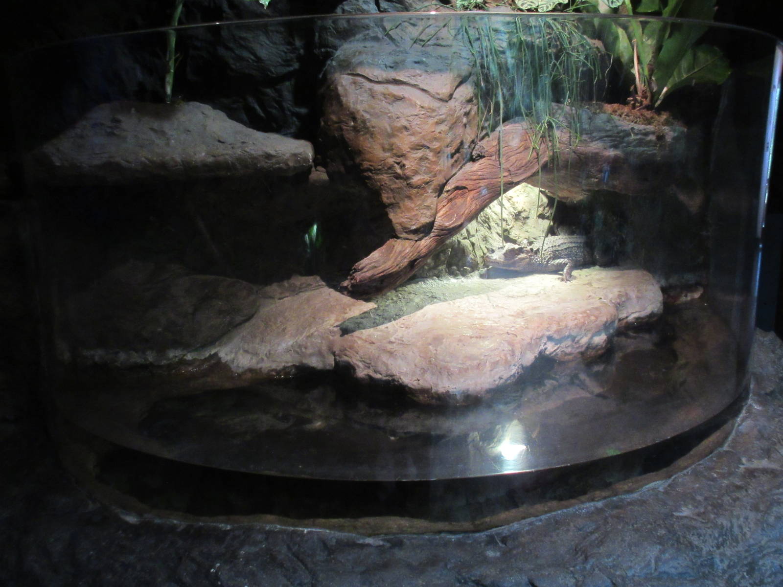 Dwarf Caiman Exhibit - shockingly small