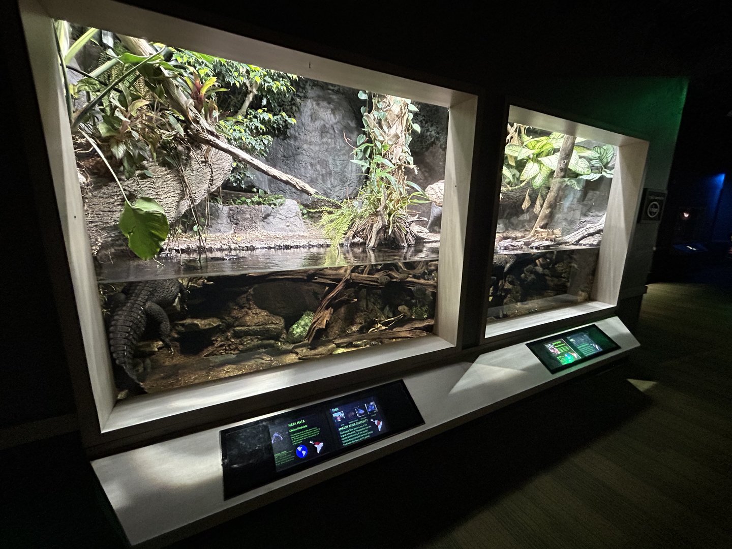 Dwarf Caiman Exhibit - Unseen New World