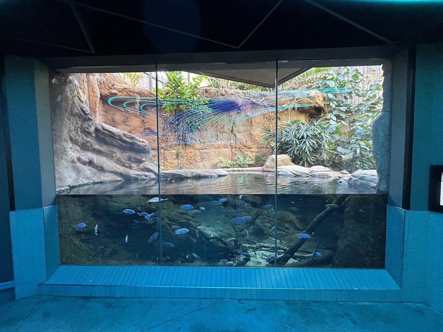 Dwarf Caiman Exhibit - Wildlife Explorers Basecamp