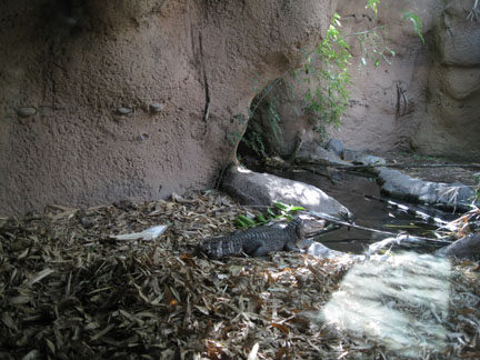dwarf caiman exhibit