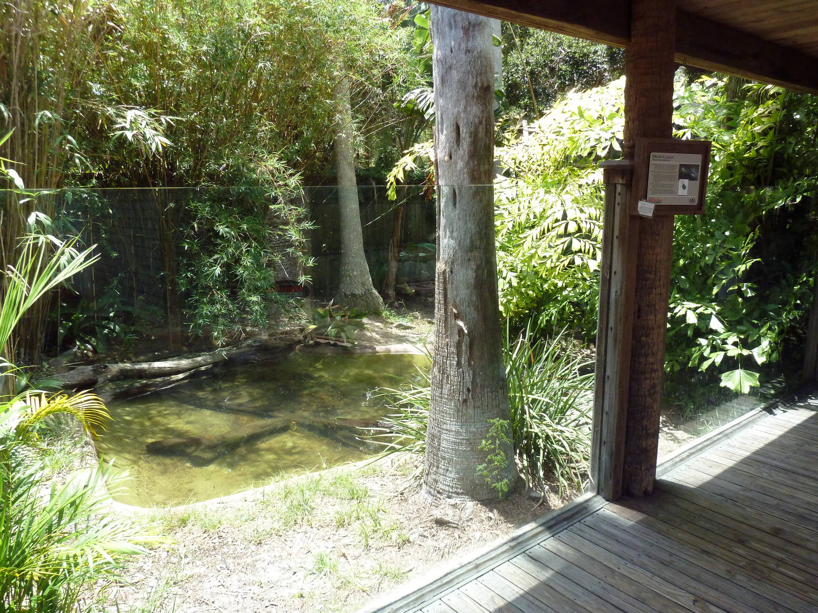 Dwarf Caiman Exhibit