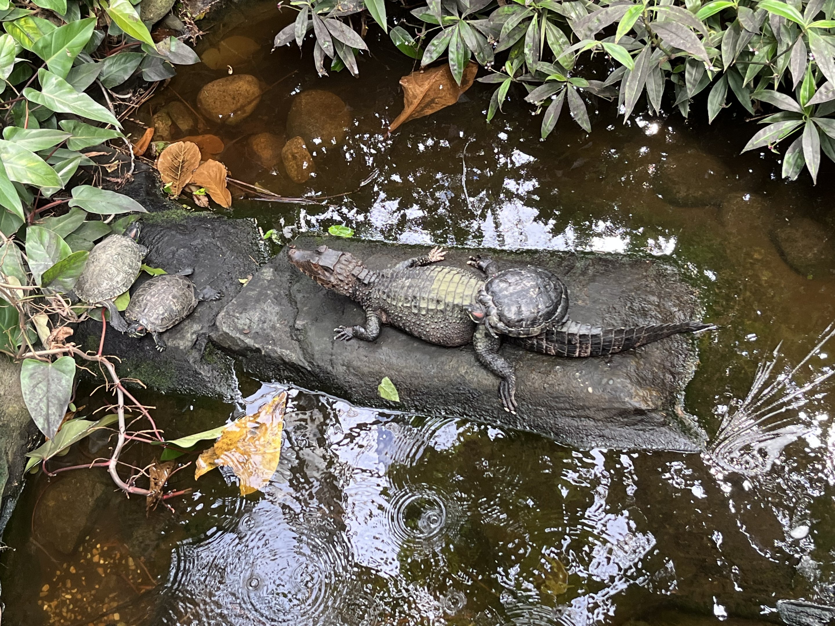 Dwarf Caiman Exhibit