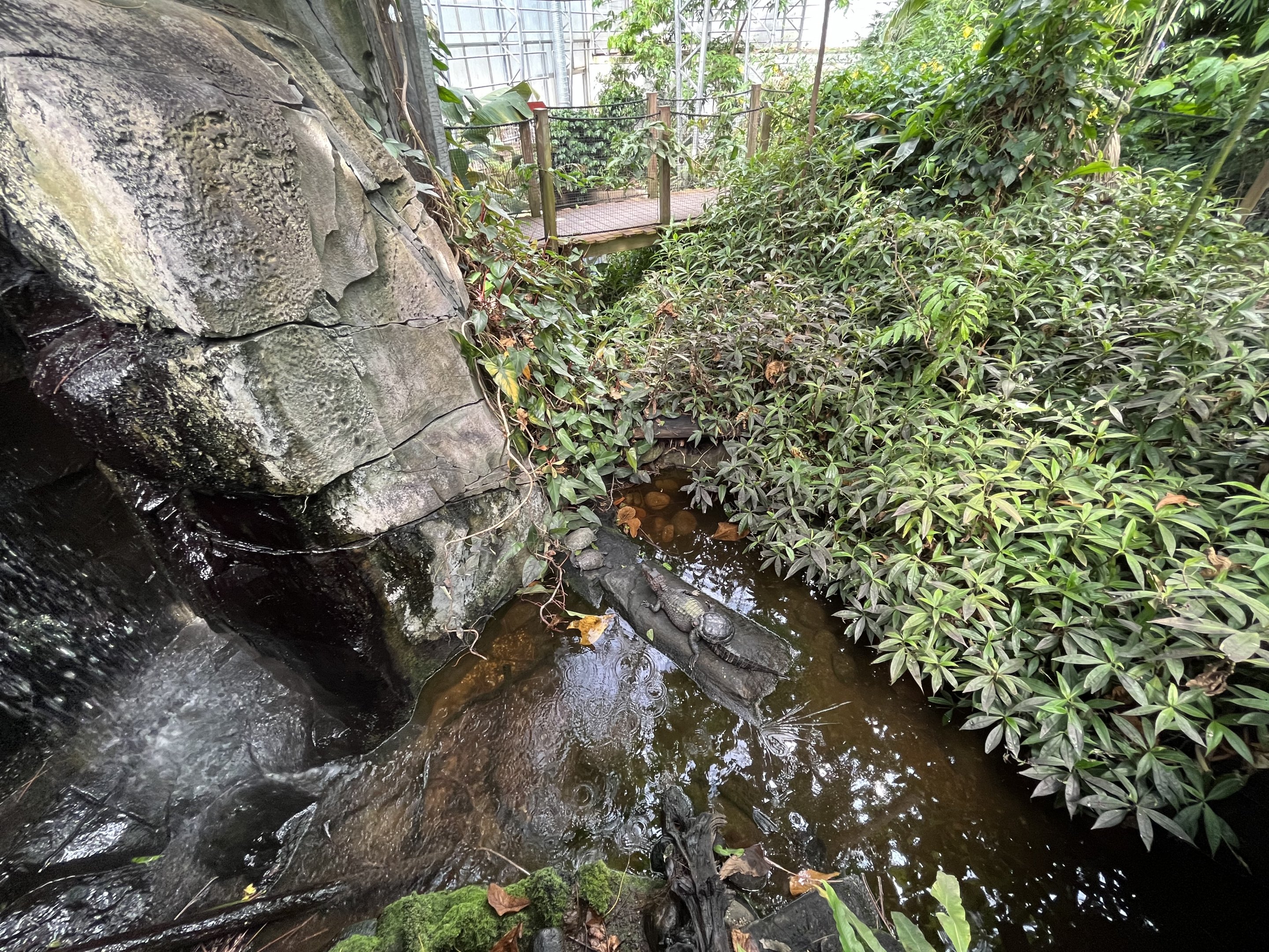Dwarf Caiman Exhibit