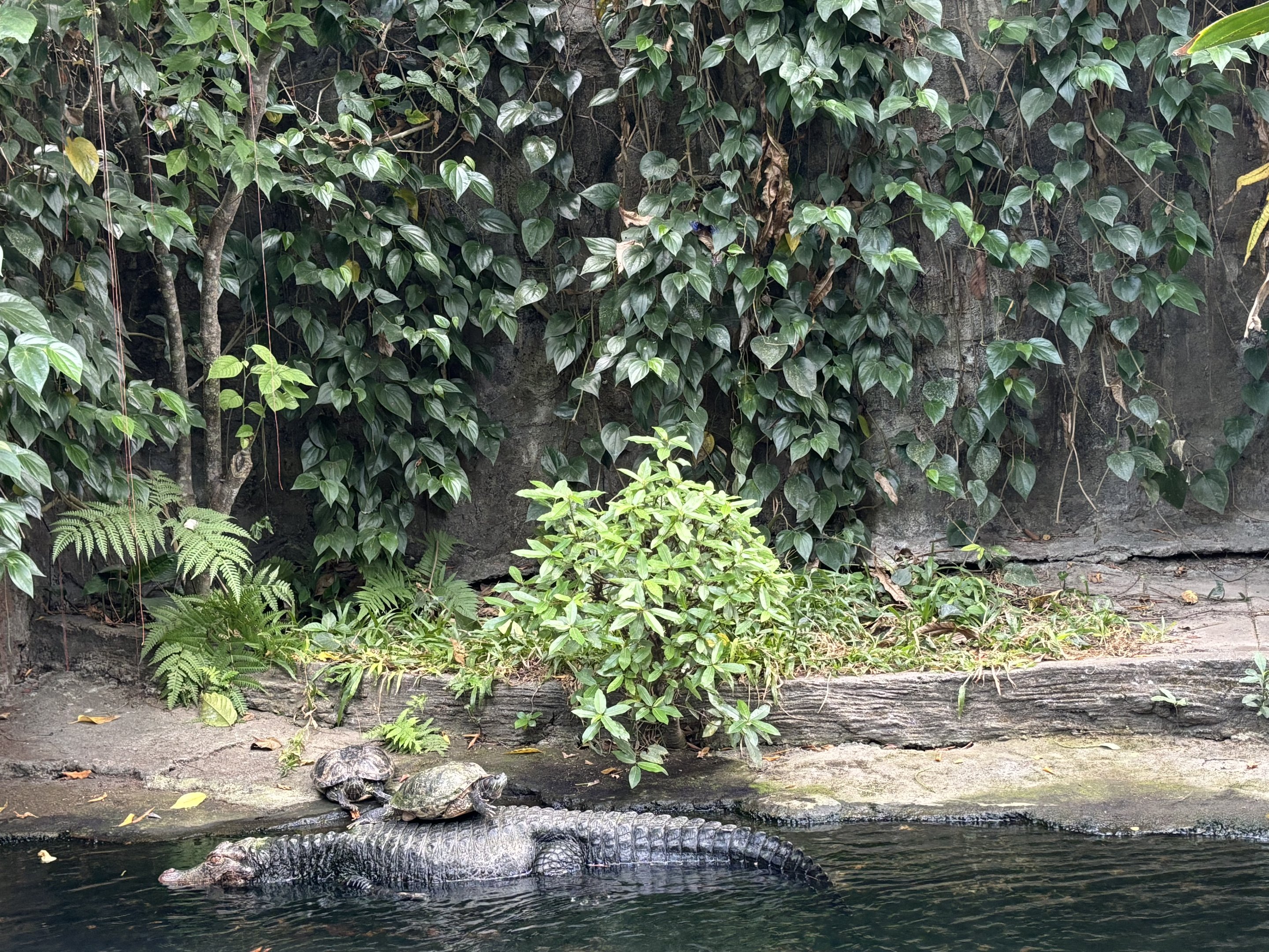 Dwarf Caiman Ferrying Turtles