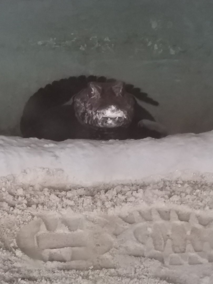 Dwarf caiman in rainforest