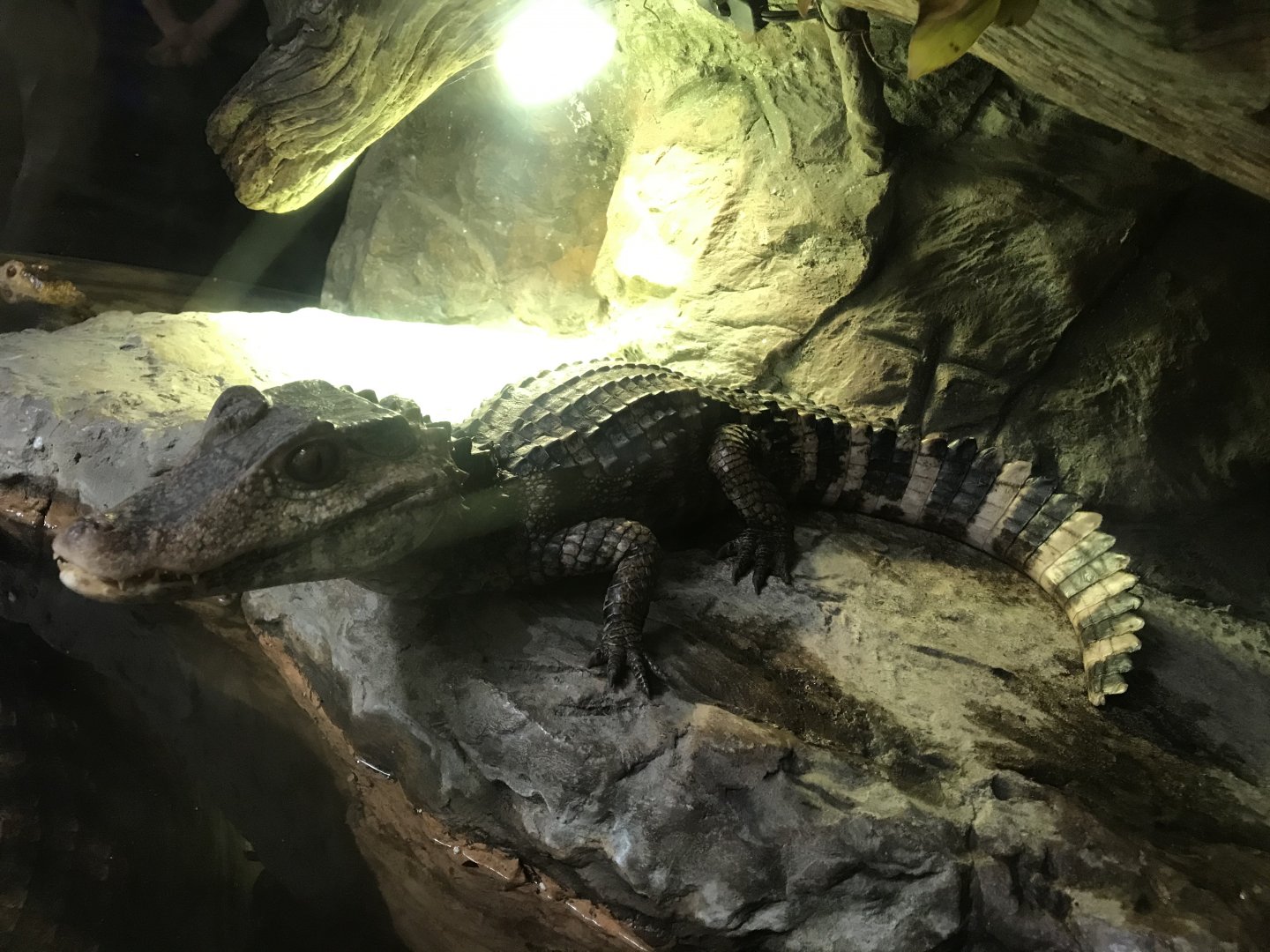 Dwarf Caiman (Paleosuchus palpebrosus)