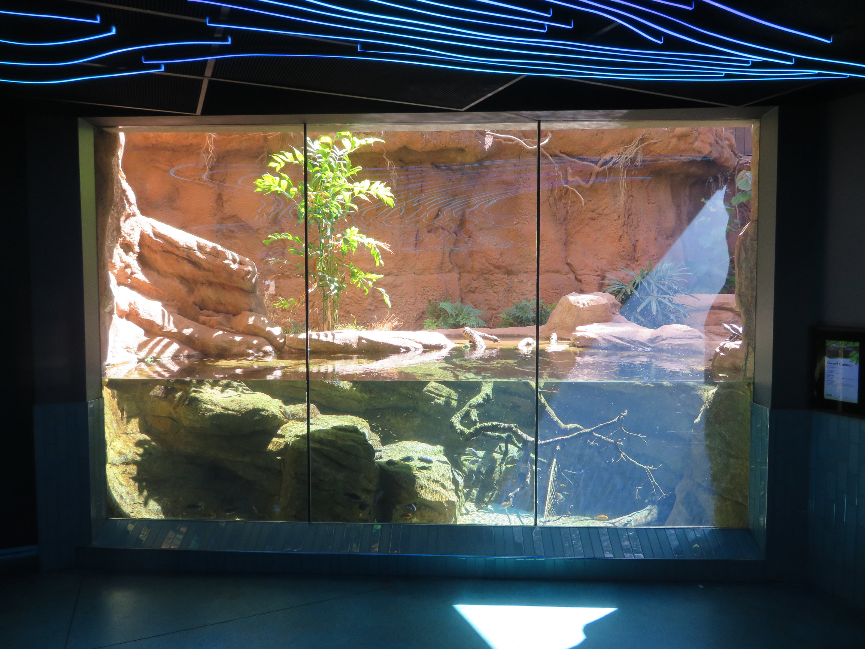 Dwarf Caiman/River Turtle Exhibit