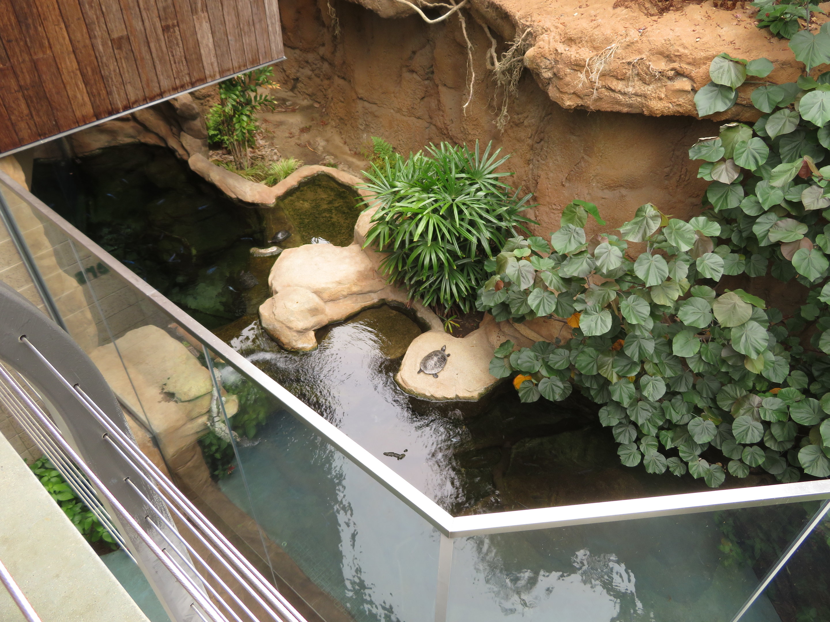 Dwarf Caiman/Turtle Exhibit