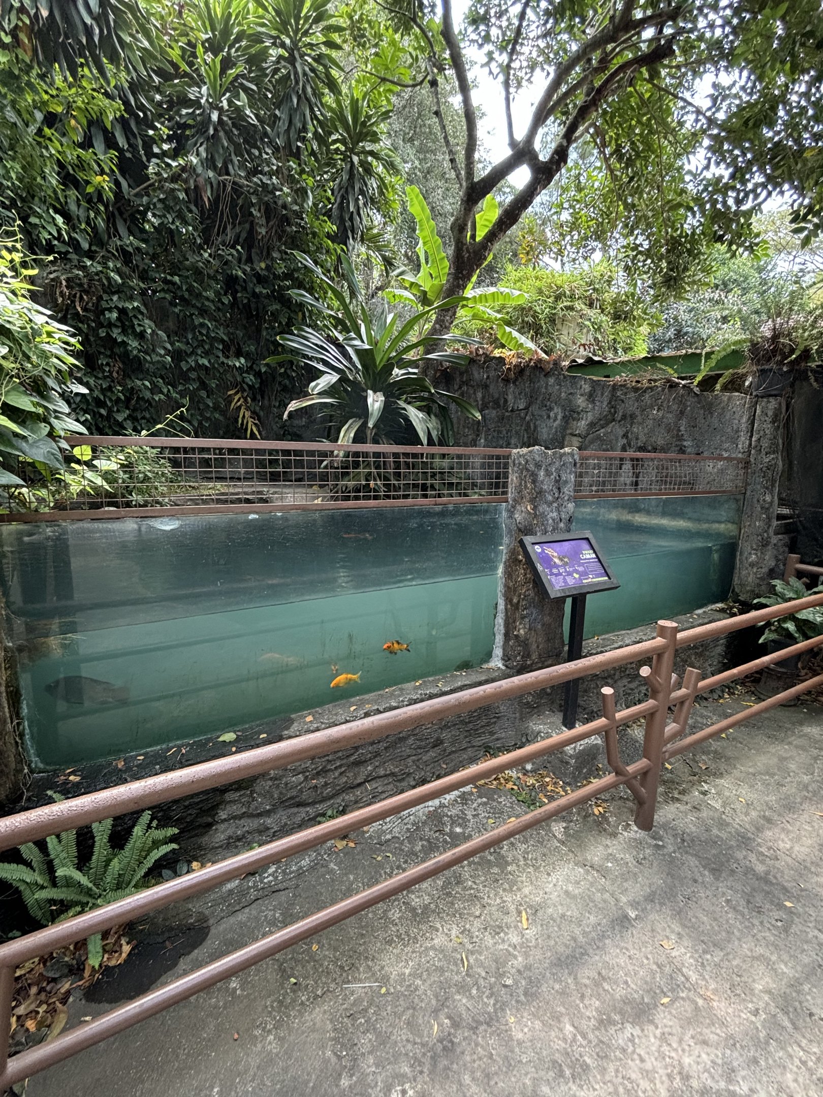 Dwarf Caiman/Turtle Exhibit