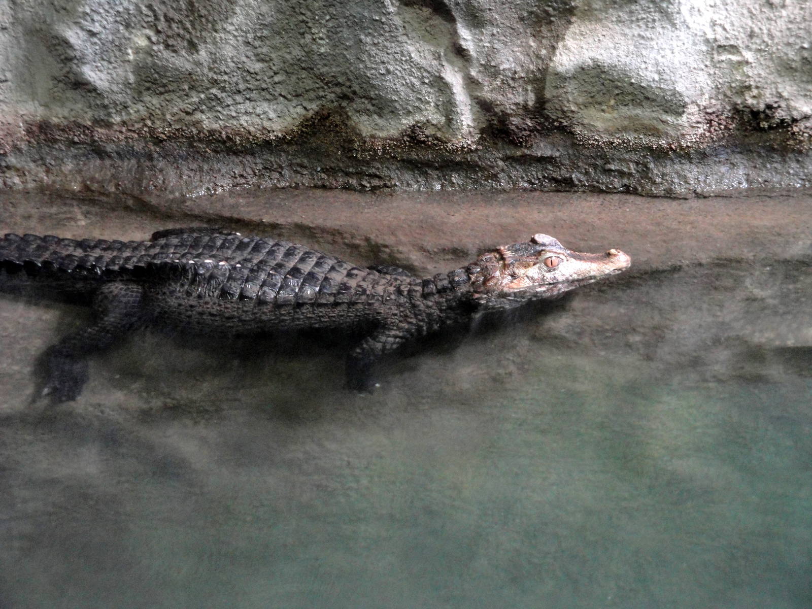 Dwarf Caiman