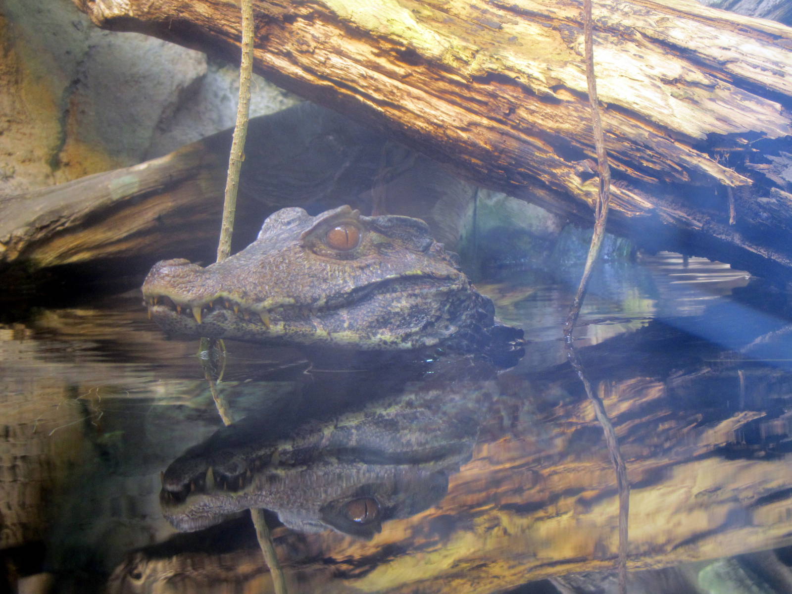 Dwarf Caiman