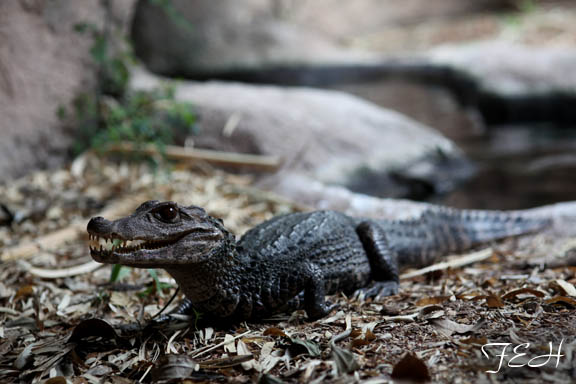 dwarf caiman
