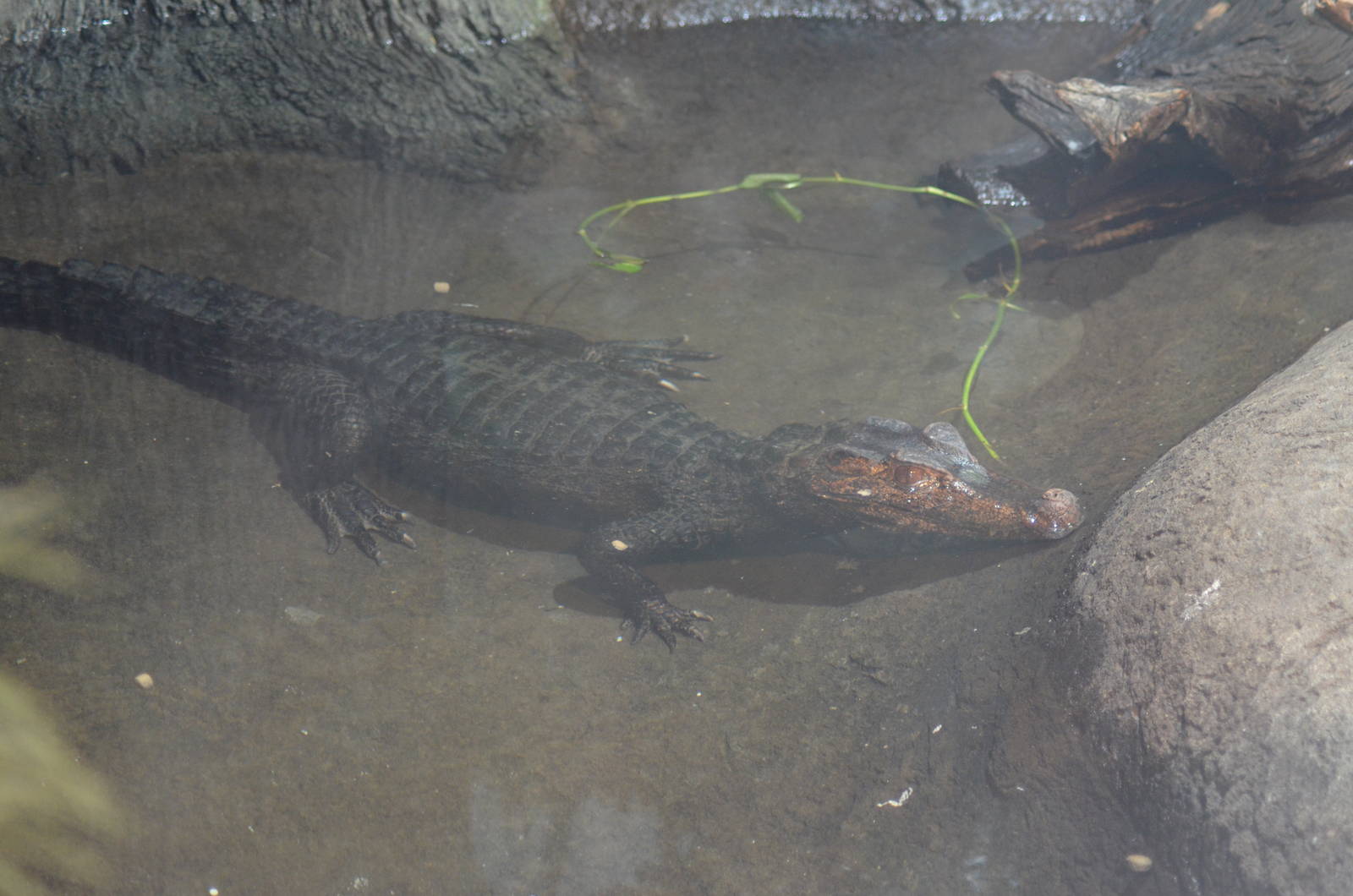 Dwarf Caiman