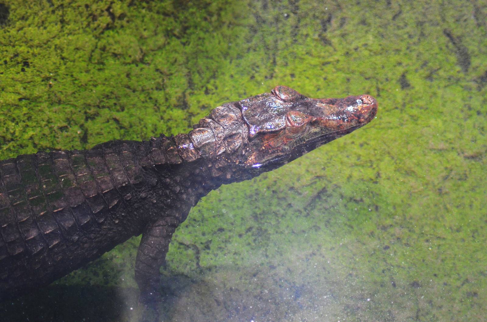 Dwarf Caiman