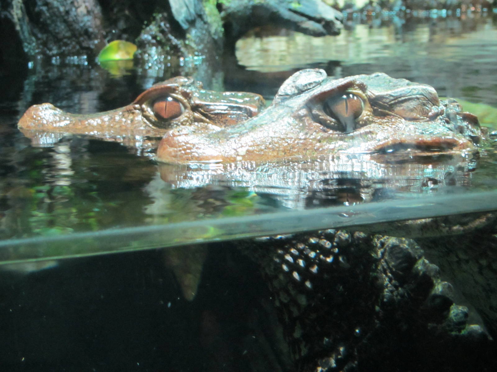 Dwarf Caiman