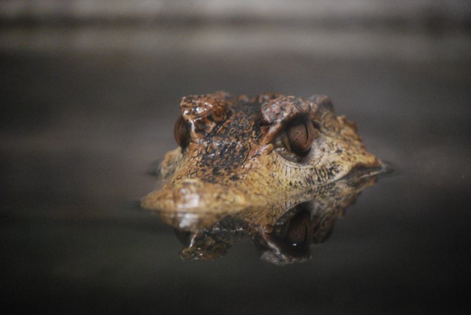 Dwarf Caiman
