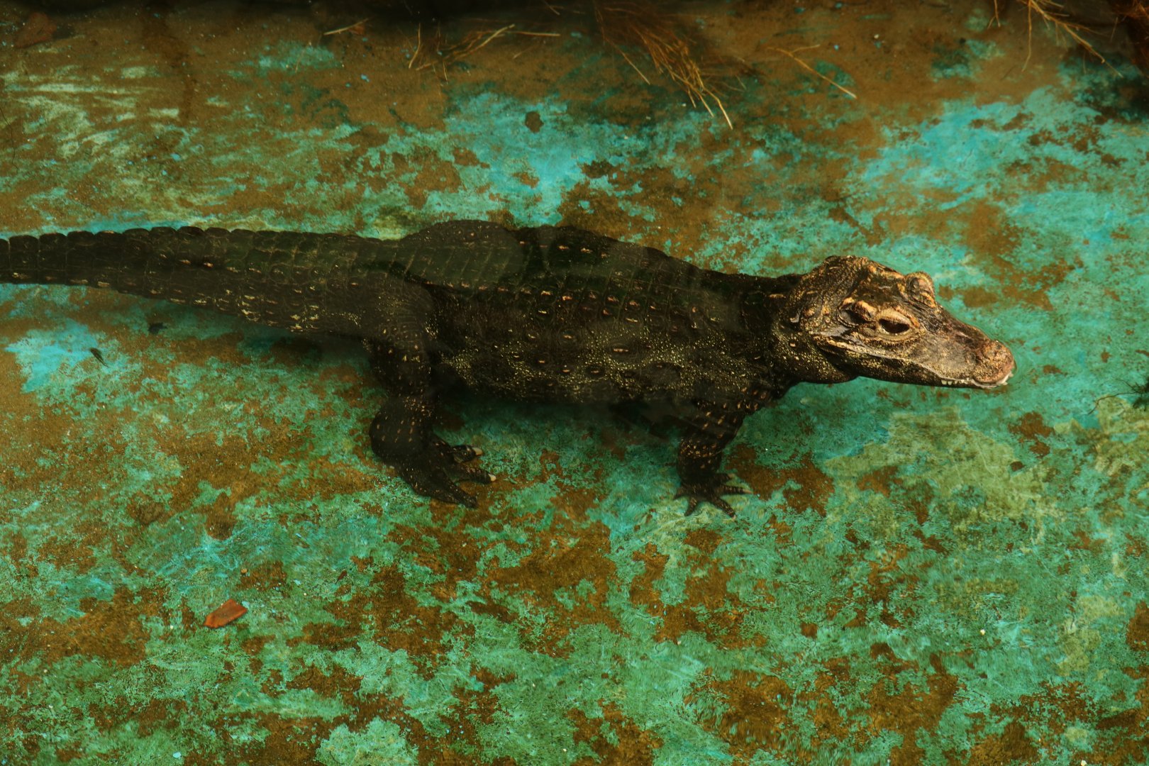 Dwarf Caiman