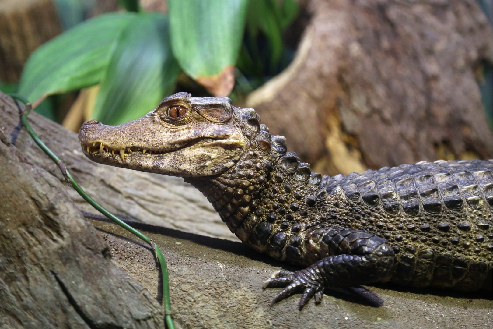 Dwarf Caiman