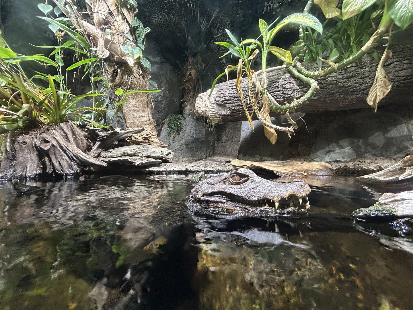Dwarf Caiman