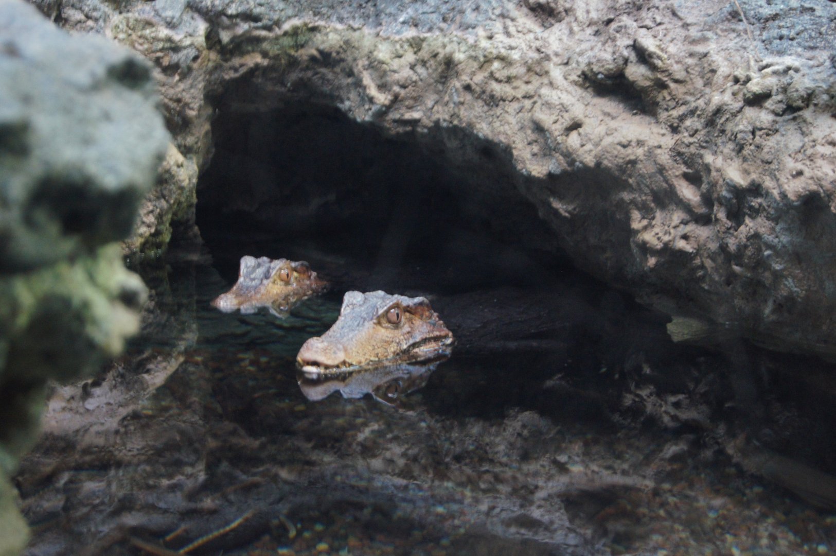 Dwarf Caiman