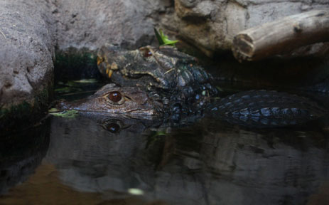 dwarf caimans