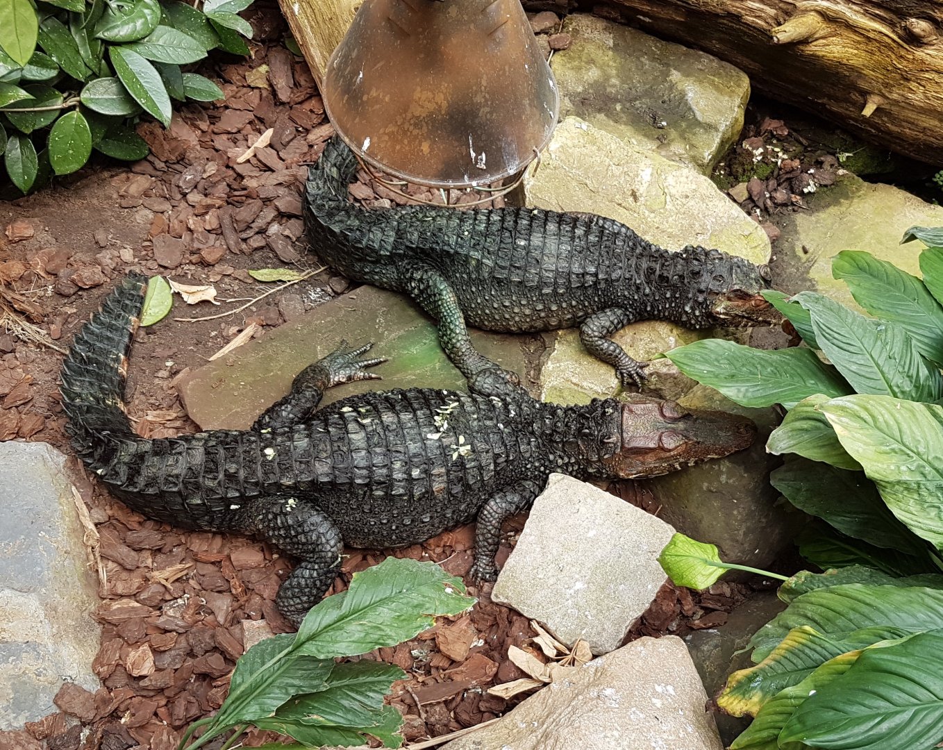 Dwarf caimans