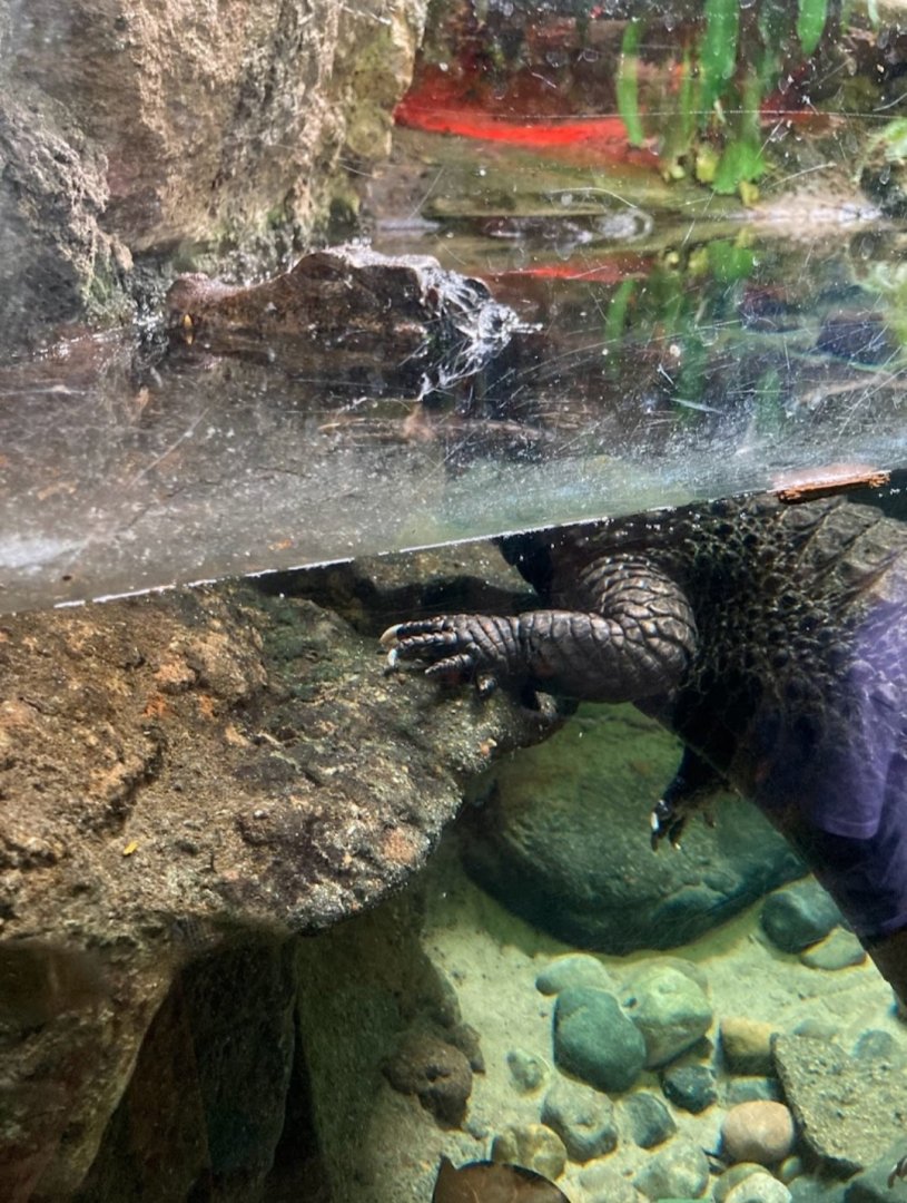 Dwarf caimen (3/3/24)