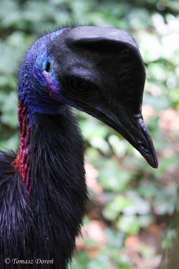 Dwarf Cassowary (Casuarius bennetti hecki)