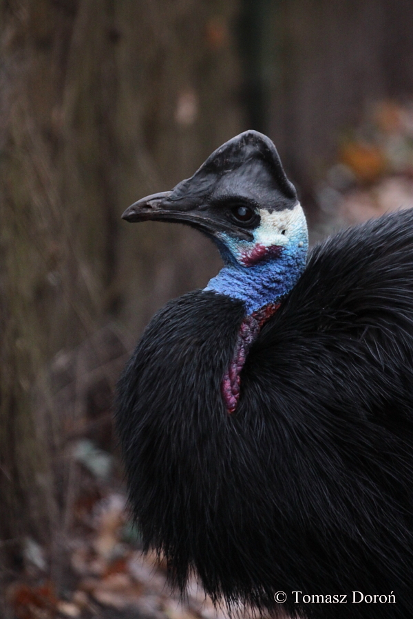Dwarf Cassowary (Casuarius bennetti westermanni / Casuarius bennetti papuan
