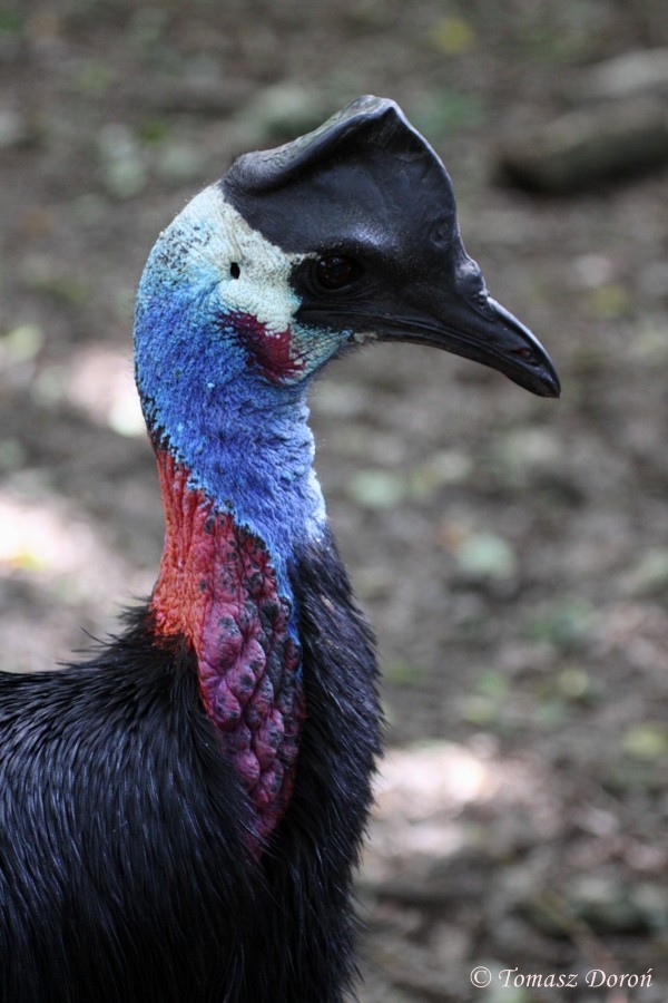 Dwarf Cassowary (Casuarius bennetti westermanni / Casuarius bennetti papuan
