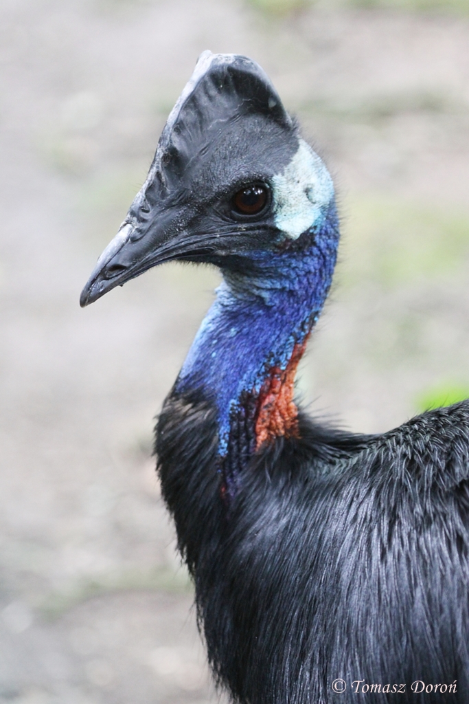 Dwarf Cassowary (Casuarius bennetti westermanni / Casuarius bennetti papuan